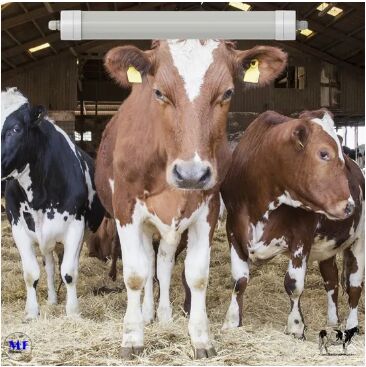 Światło LED trójprzewodowe Światło antyamoniakowe Biały kolor Ik10 IP69K 0~10V Ciemny zasilacz CCT regulowany 170lm/W 1,6m dla krowy dziennej owcy gospodarstwa hodowlane zwierzęta